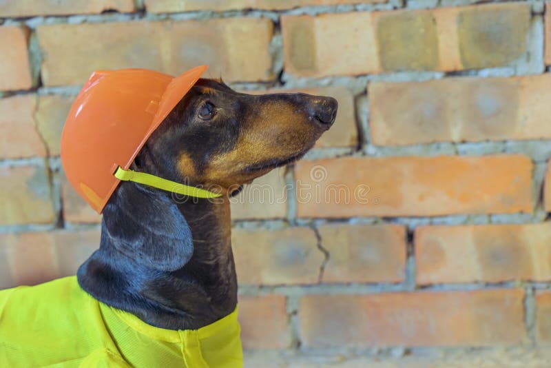 Closeup Dog Builder Dachshund in an Orange Construction Helmet at the