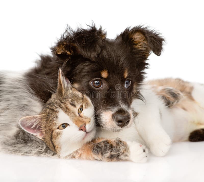 Close-up dog with cat together. on white background