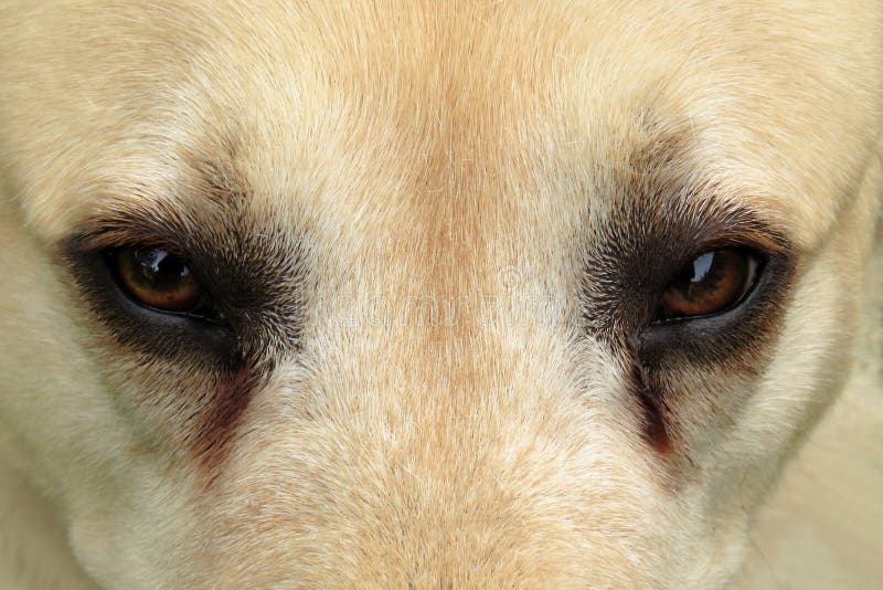 Why Do Dogs Eyes Turn Yellow
