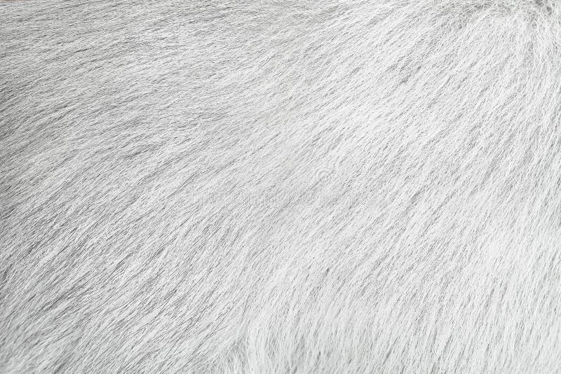 Dog fur gray texture abstract animal skin background royalty free stock photos