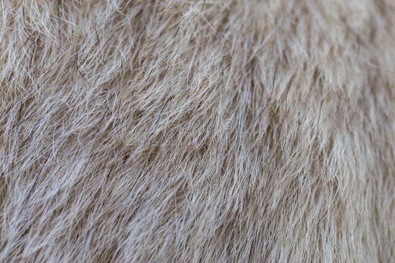 Close up on dog fur stock photo. Image of gray, furry - 77658078