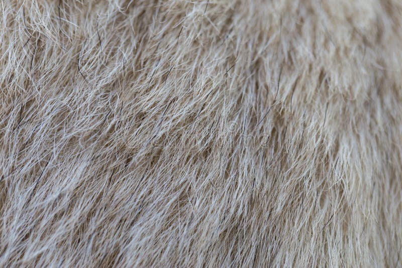 Close up on dog fur stock photo. Image of gray, furry 77658078
