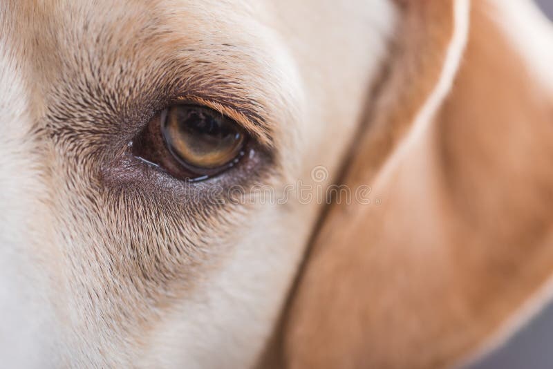 Close up of a dog`s eye stock image. Image of close, selective 89173545