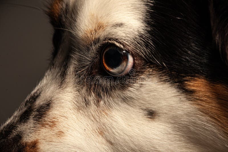 Close Up of a Dog`s Eye and Pupil Stock Image Image of cute, eyeball