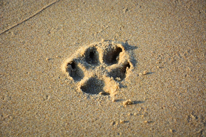 Close up of dog paw print on beach sand