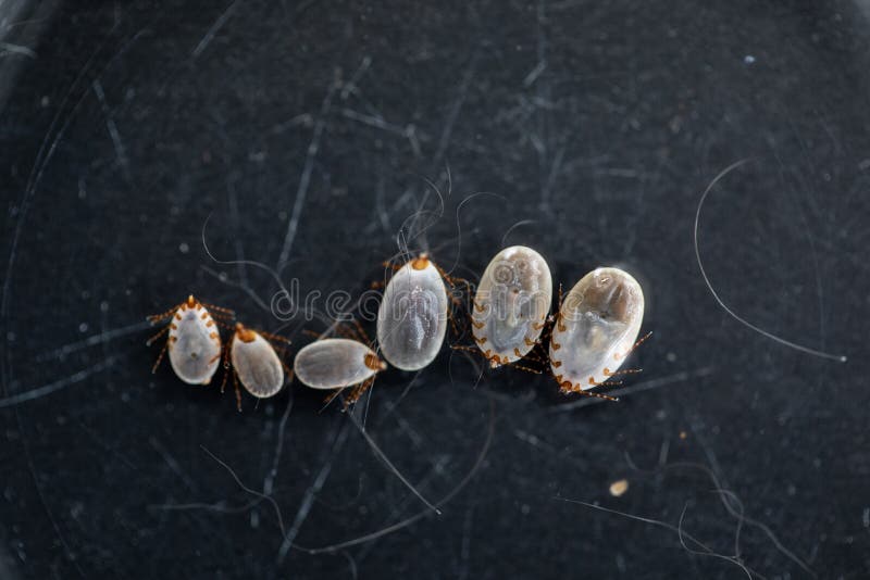 Dog Ticks and Flea Under Microscope for Study in Laboratory. Stock