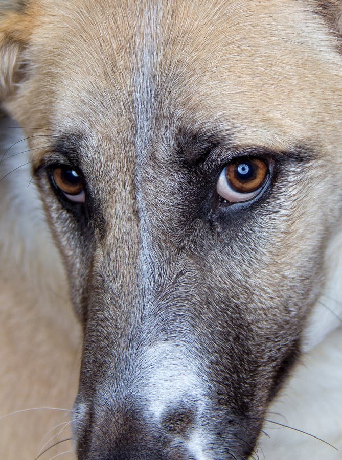 Close up on dogs eyes stock photo. Image of ring, white 60080538