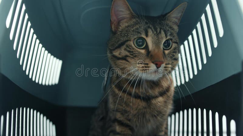 Close-up of domestic cat in a pet carrier bag