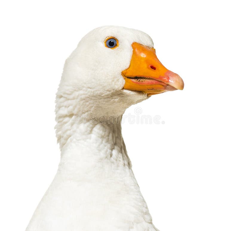 Close up of, Domestic goose isolated on white
