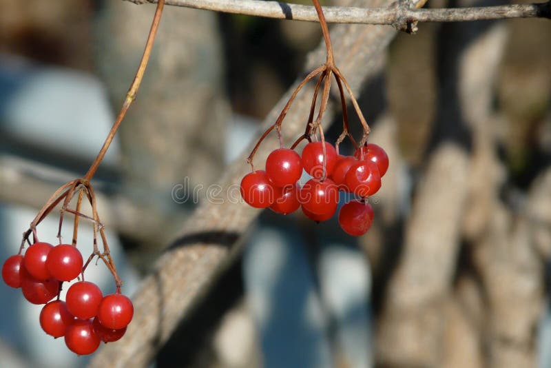 Close up dos grupos de bagas vermelhas do viburnum no inverno foto de stock Close up dos grupos de bagas vermelhas do viburnum no inverno foto de stock