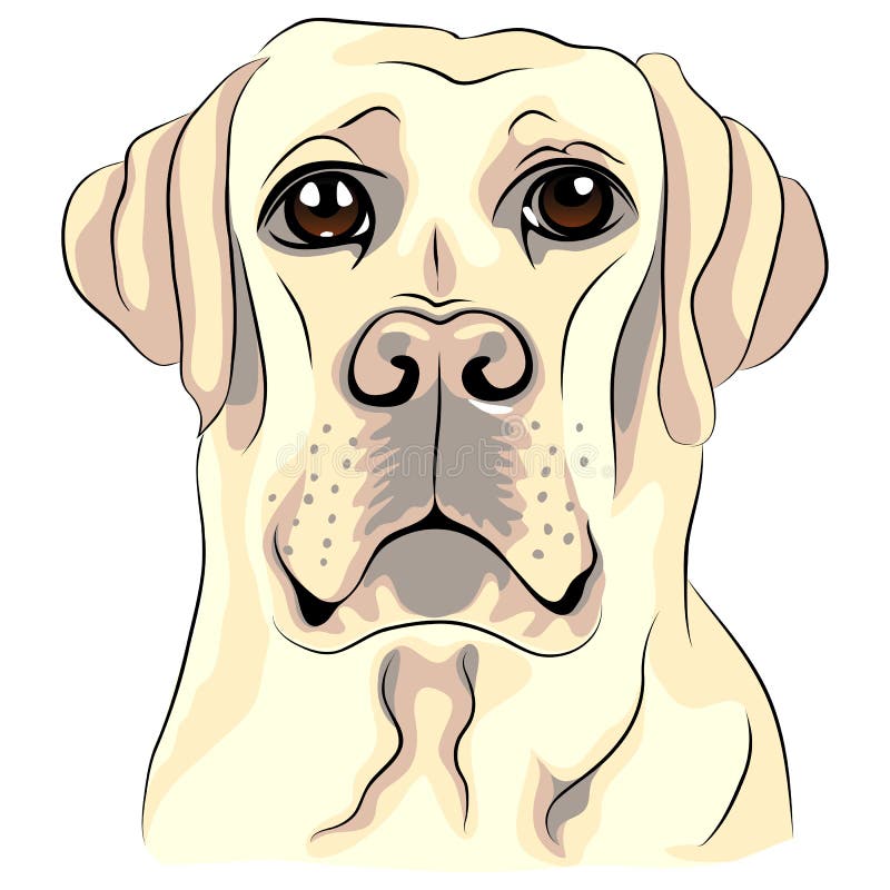 Close up dos retrievers de Labrador da raça do cão do esboço da cor ilustração royalty free Close up dos retrievers de Labrador da raça do cão do esboço da cor ilustração royalty free