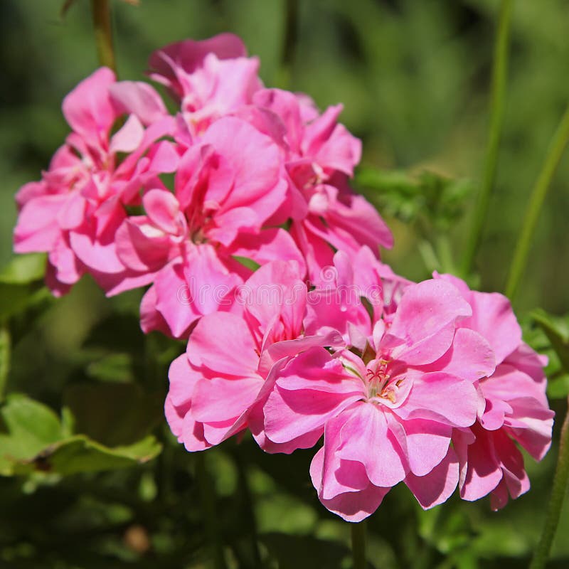Close-up of double flowers of ivy geranium stock images
