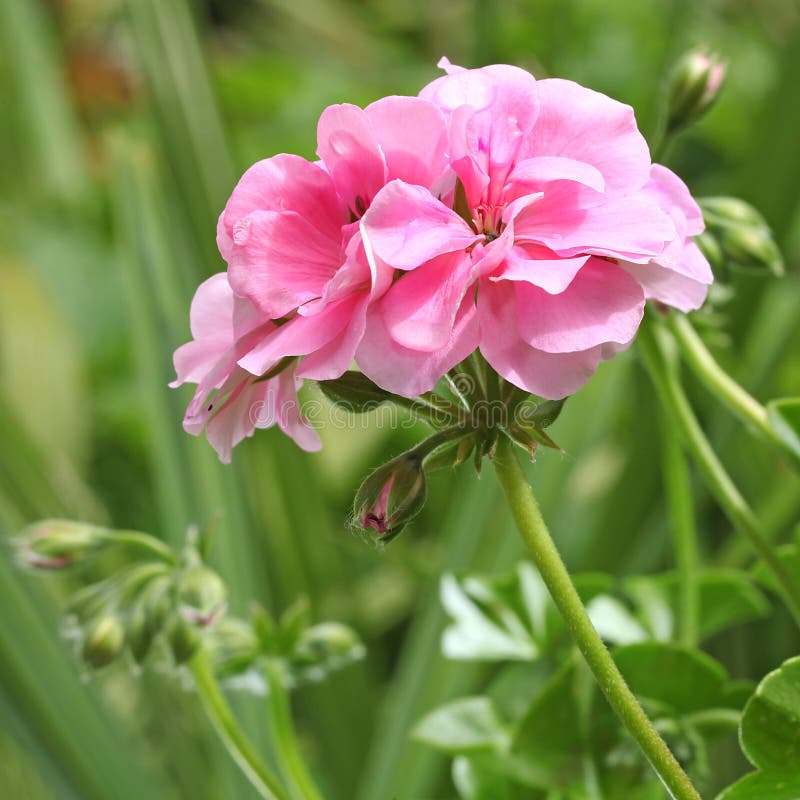 Close-up of double flowers of ivy geranium royalty free stock photos