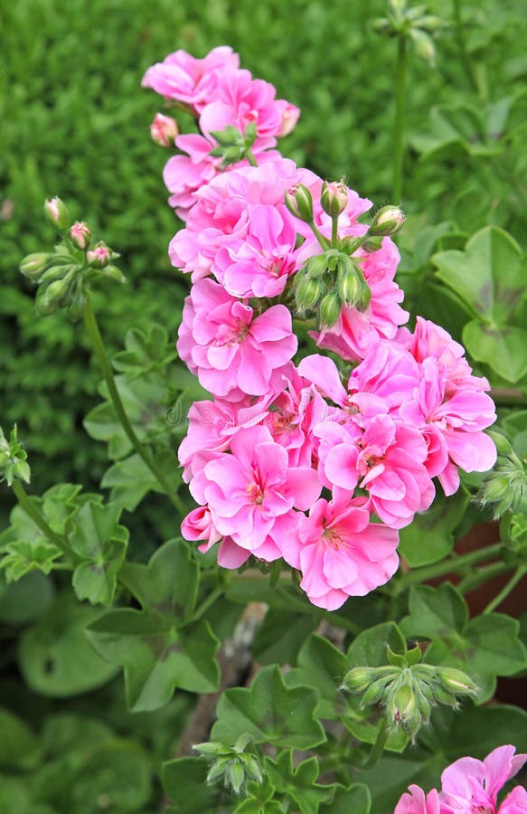 Close-up of double flowers of ivy geranium royalty free stock images