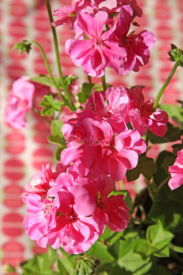 Close-up of double flowers of ivy geranium royalty free stock images