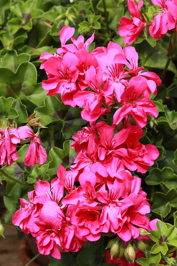 Close-up of double flowers of ivy geranium stock photo