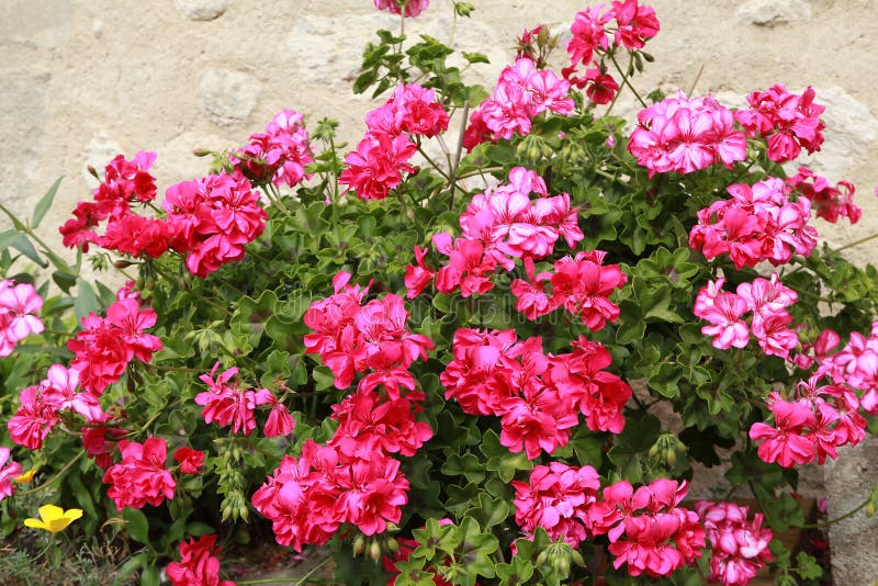 Close-up of double flowers of ivy geranium stock photos