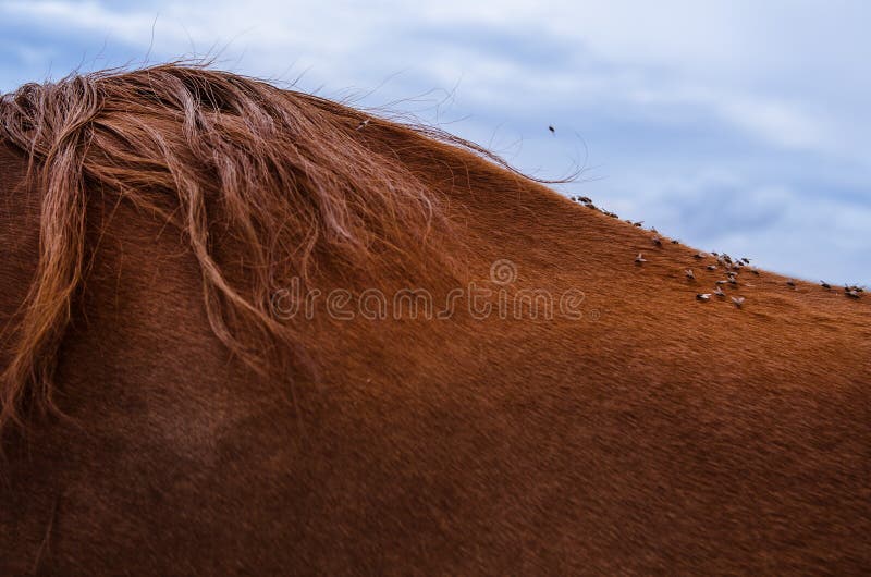 Close up dozens of flies on the back of a brown horse with beautiful hair