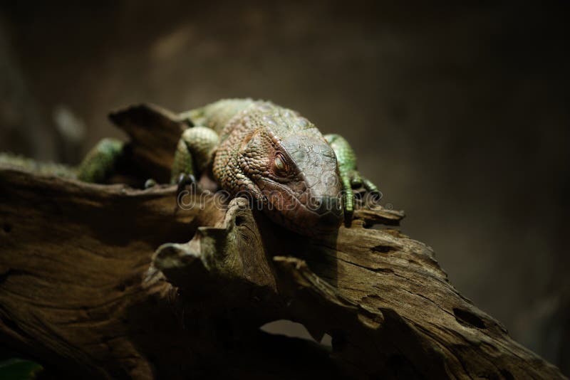 Close-up of Dracaena aka Northern Caiman Lizard or water tegus sleeping with eyes closed.