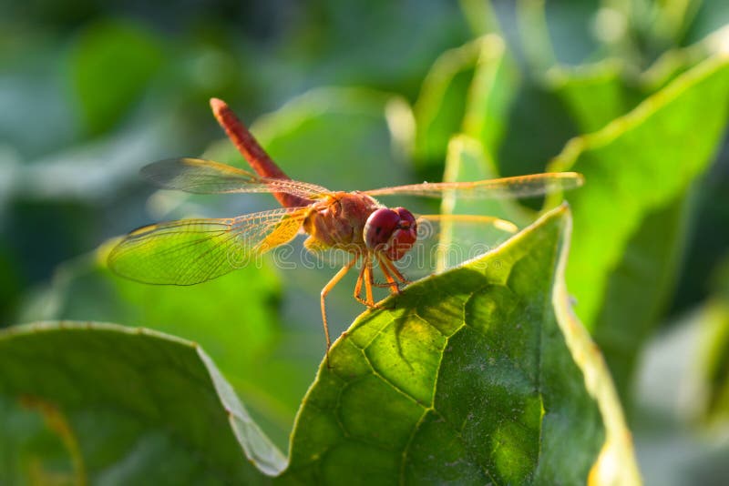 Close up dragonfly on flower in garden nature outdoor insect animal, red orange color plant green background wildlife. Macro