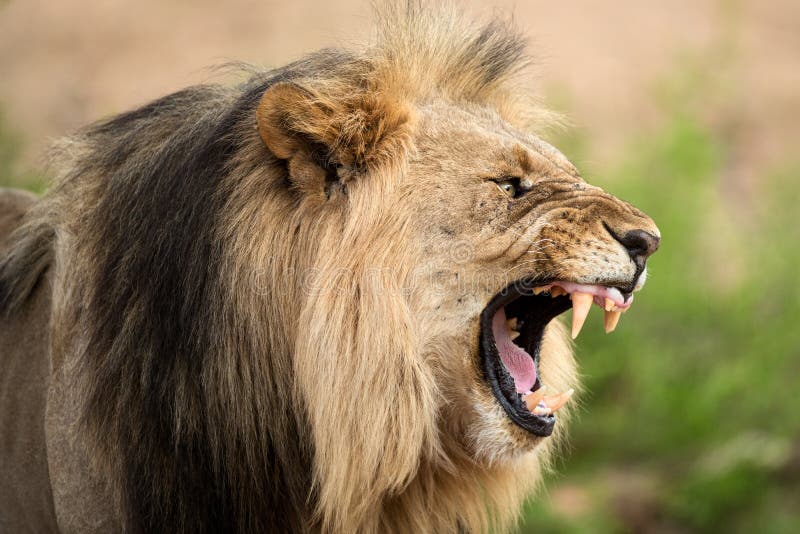 A close up dramatic profile portrait of an aggressive growling male lion