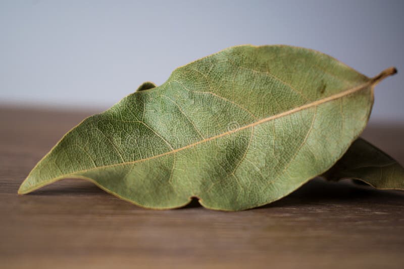 Close Up of a Dried Bay Leaf, Laurus Nobilis Stock Image Image of leaves, flavor 262630679
