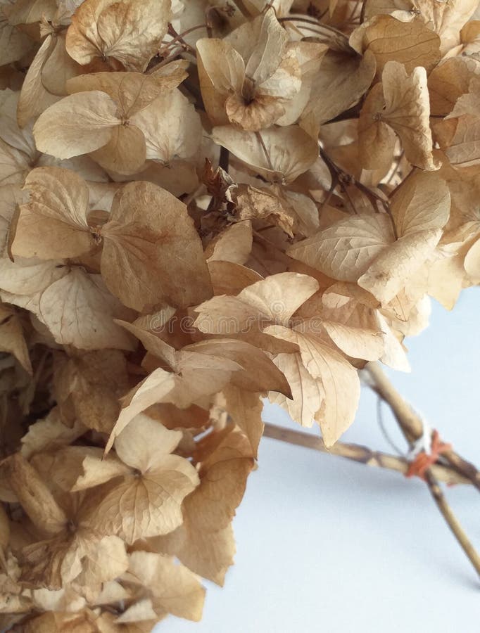 Natural ArtHydrangea stock photo. Image of colorsofnature 72641780