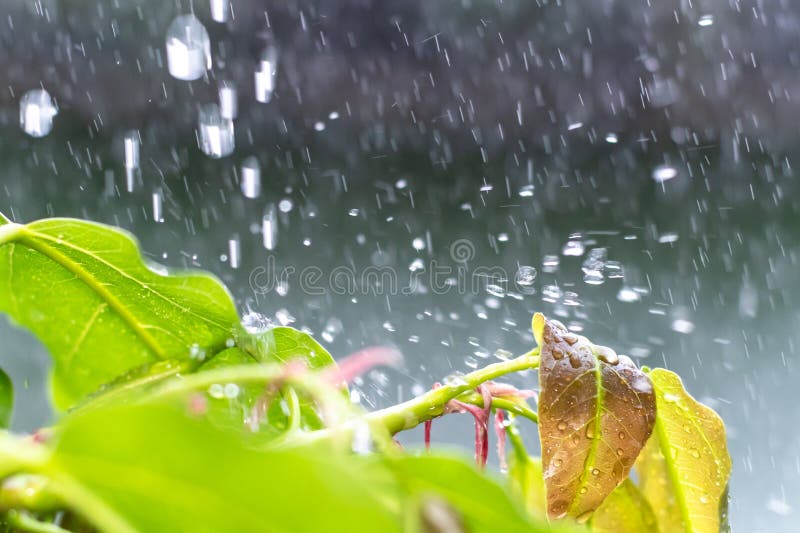 Close up drop of rain falling from green leaf with splashing water drops background