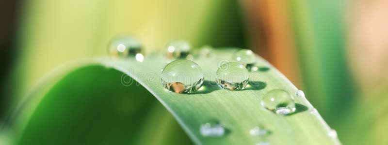 Close-up of a drop of water or dew on the grass. Beautiful nature macro, border. Selective focus