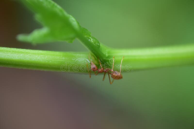Close up drop of water in plants stock photography