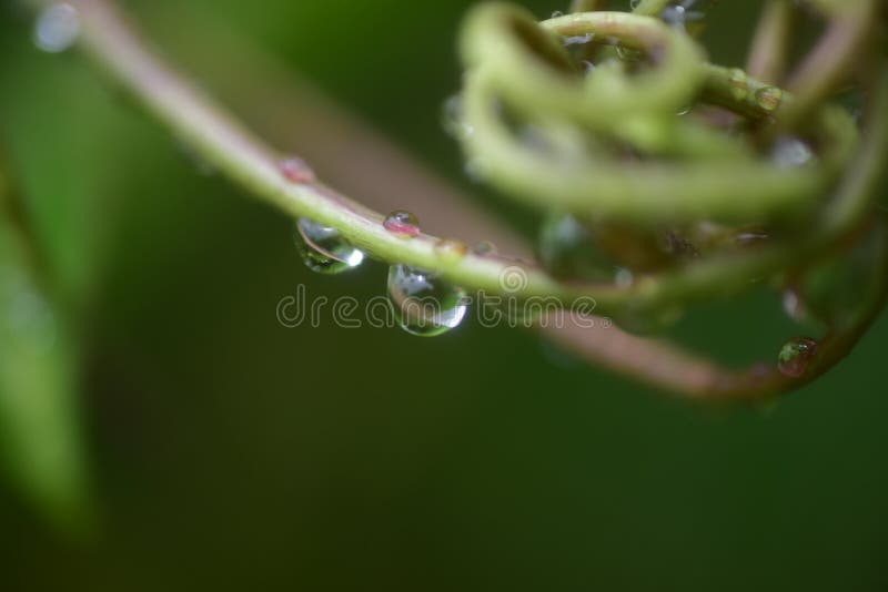 Close up drop of water in plants royalty free stock image
