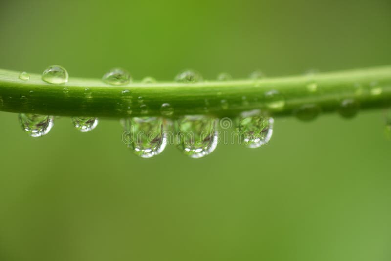 Close up drop of water in plants royalty free stock image