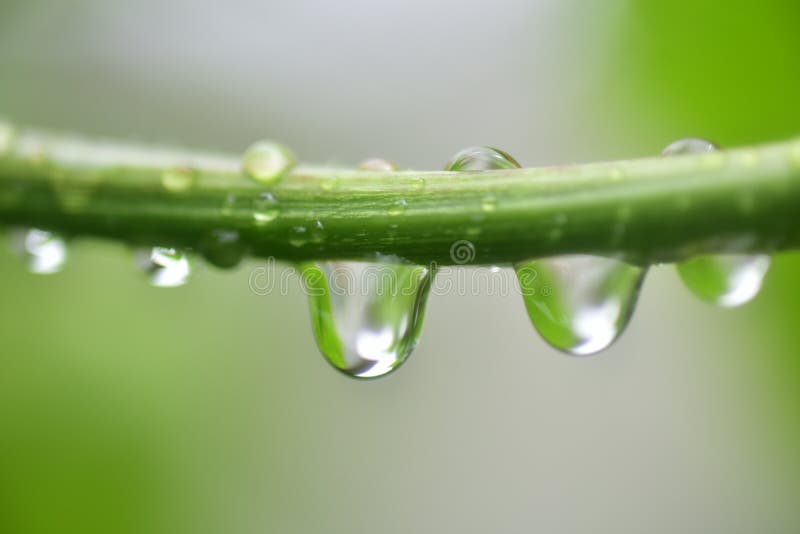 Close up drop of water in plants royalty free stock photos