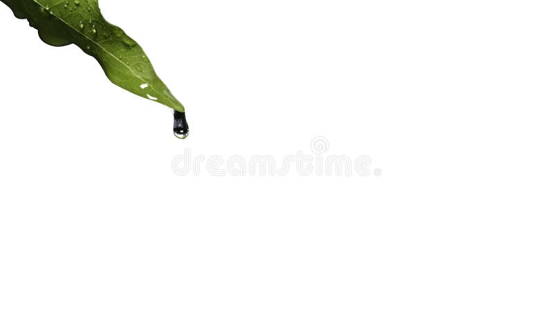 Close up droplet of water rain falling from green leaf on isolated white background Ecology concept