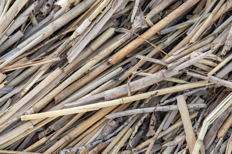 Close-up dry aged reed texture background. Bamboo cane autumn hunting camouflage pattern. Detail of camo surface for hunters royalty free stock photos