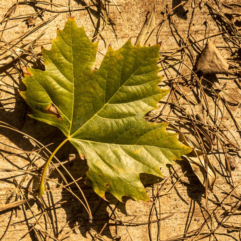 Autumn leaf on the ground stock