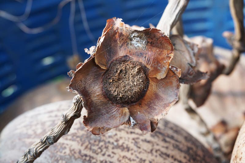 Dry coconut flower stock photo. Image of pollen, nature 116455144