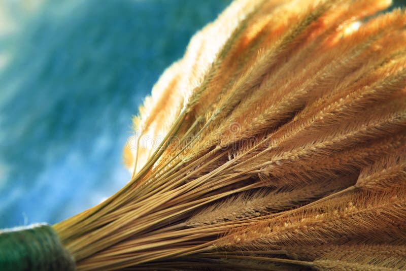 Close Up of Dry Grass Seed with Blue Background Stock Image Image of