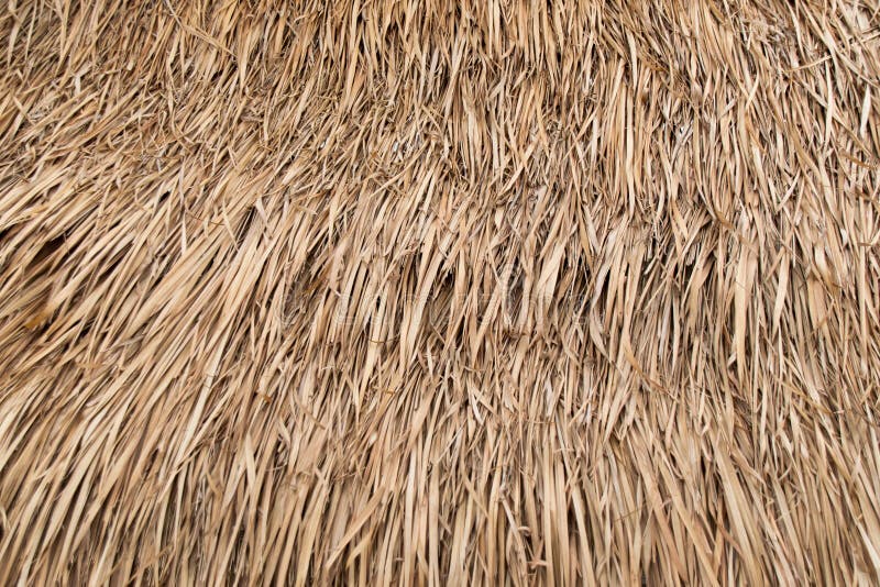 Thatched house stock image. Image of atoll, daylight - 12665295