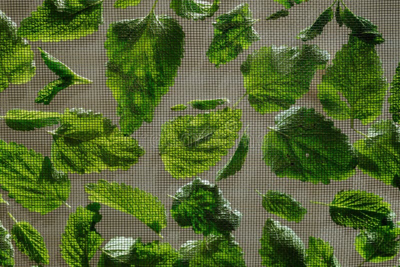 Close up of drying lemon balm leaves on a mesh. royalty free stock photo