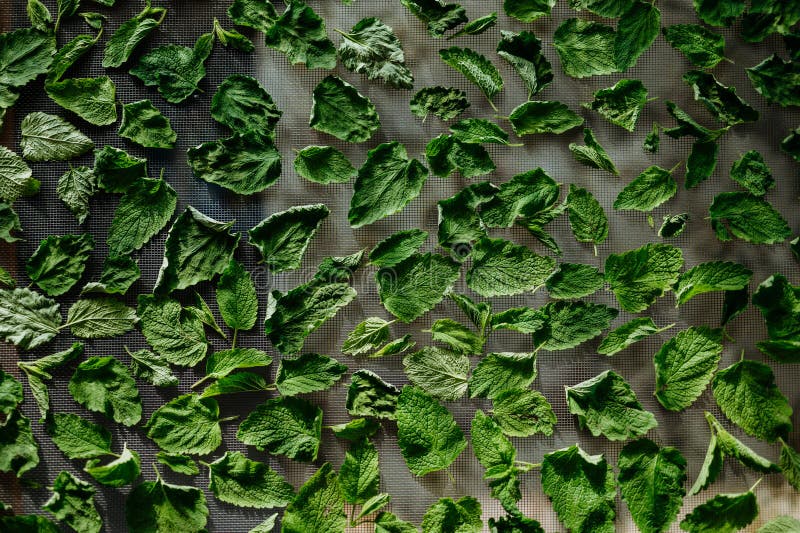 Close up of drying lemon balm leaves on a mesh. royalty free stock photo