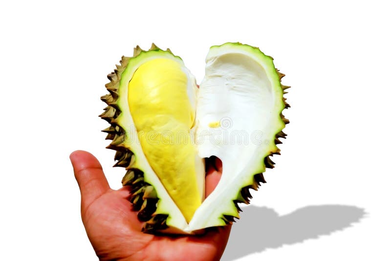 Close-up Durian Monthong in mijn hand stock foto Close-up Durian Monthong in mijn hand stock foto