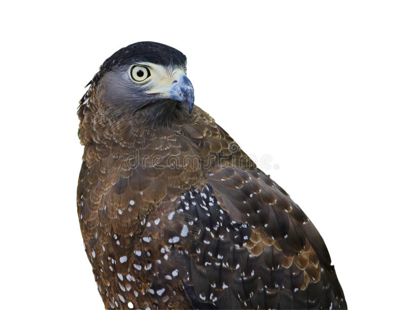 Close up eagle bird or Hawk isolated on white background.