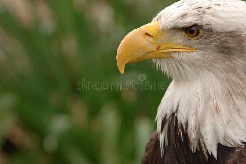 Close up of eagle head