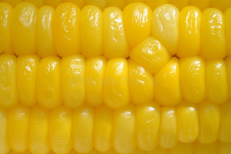 Close up of Ear of corn royalty free stock images Close up of Ear of corn royalty free stock images