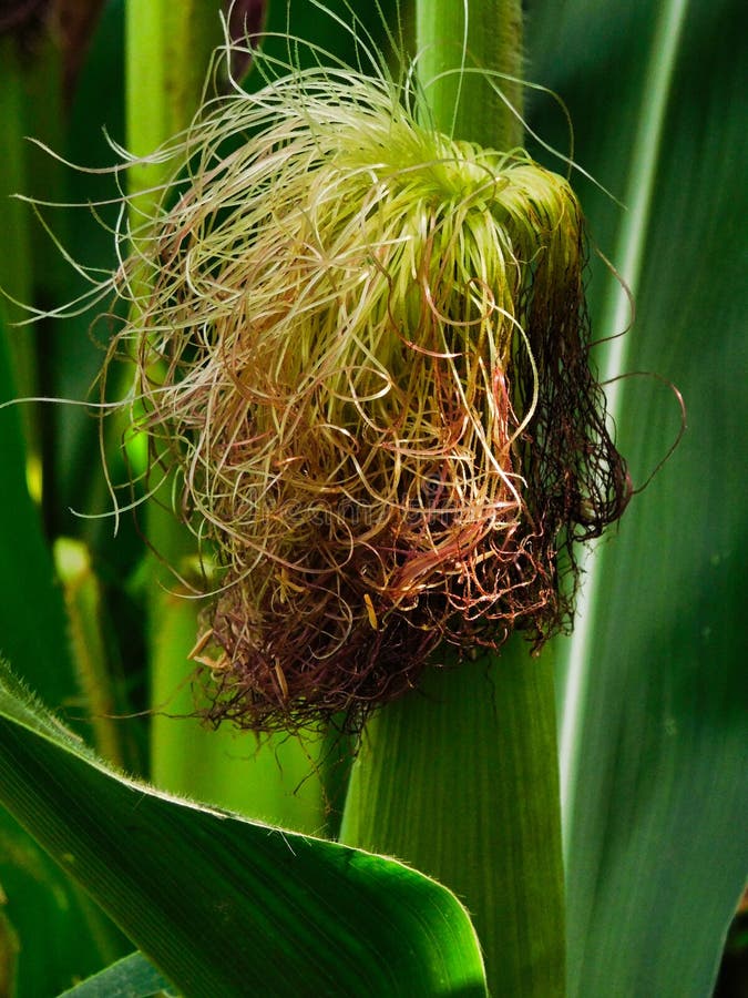 Close up of an ear of corn royalty free stock photography Close up of an ear of corn royalty free stock photography