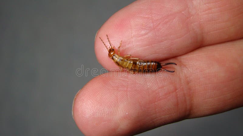 Close up of Earwig on the hand insect on the hand Closeup earwigs Earwigs will use their pincers to defend themselves. close up in. Close up of Earwig on the stock photos Close up of Earwig on the hand insect on the hand Closeup earwigs Earwigs will use their pincers to defend themselves. close up in. Close up of Earwig on the stock photos