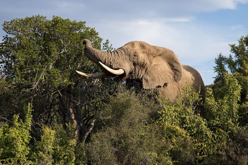 Close up of Elephants in the Addo Elephants National Park, South Africa.