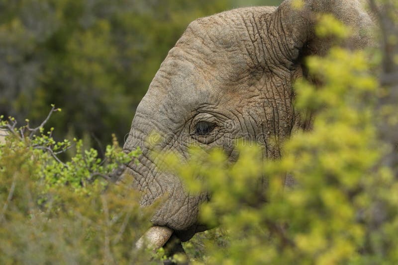 Close up of Elephants in the Addo Elephants National Park, South Africa.