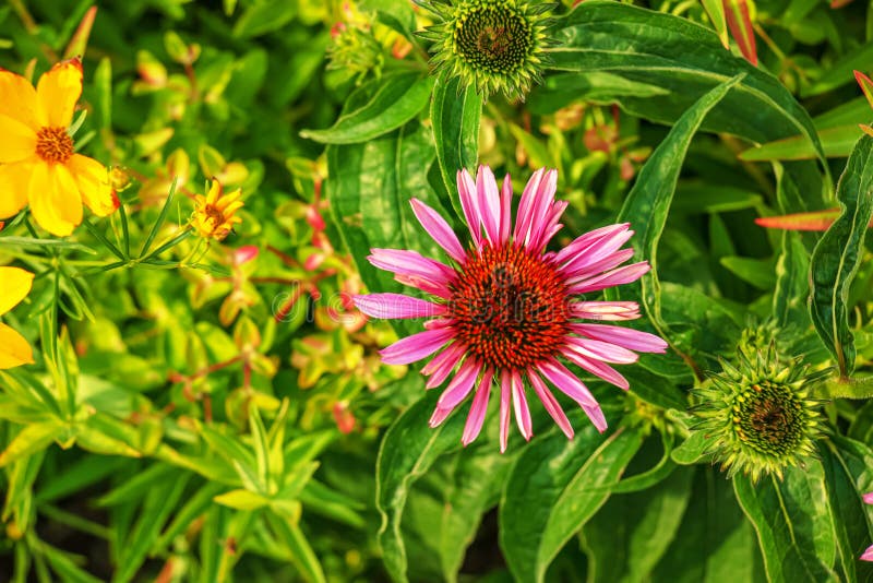 Detailní záběr květin Echinacea purpurea v poli se zeleným rozostřeným pozadím. Botanická zahrada města Nitra, Slovensko